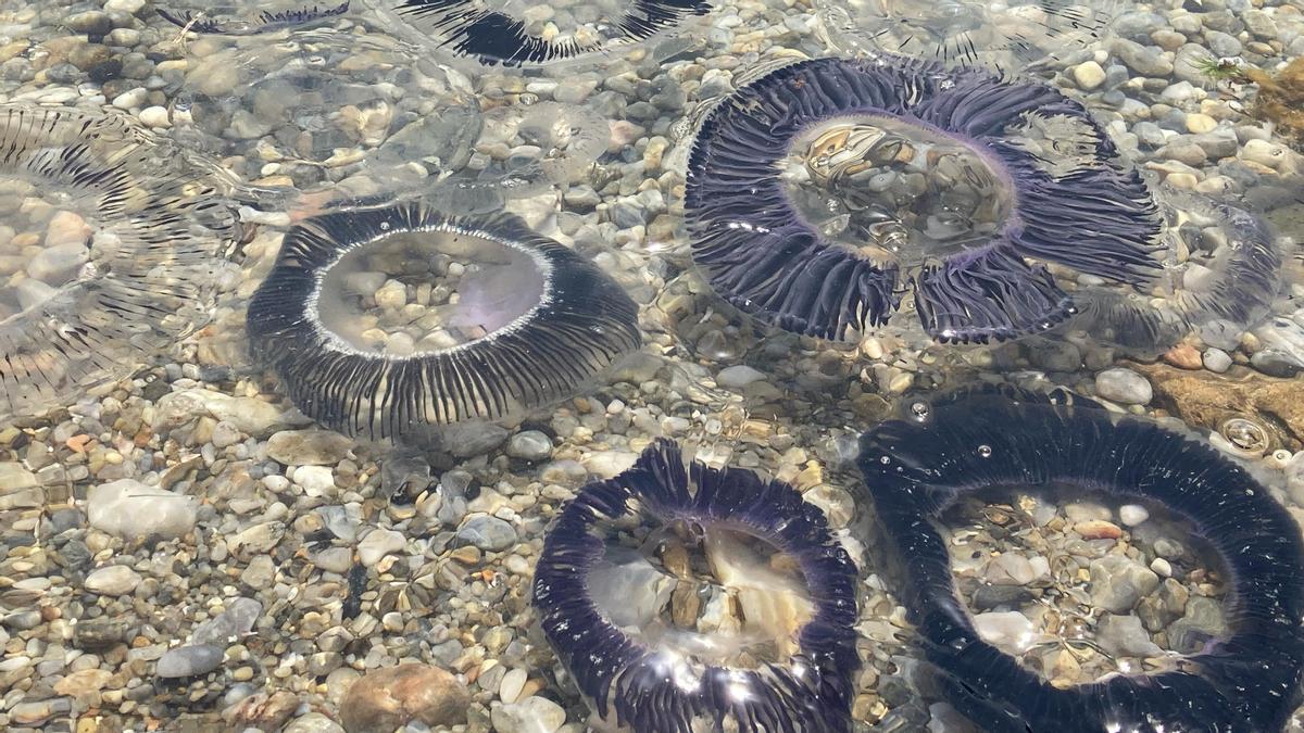 Grup de meduses a la platja del Port de la Selva