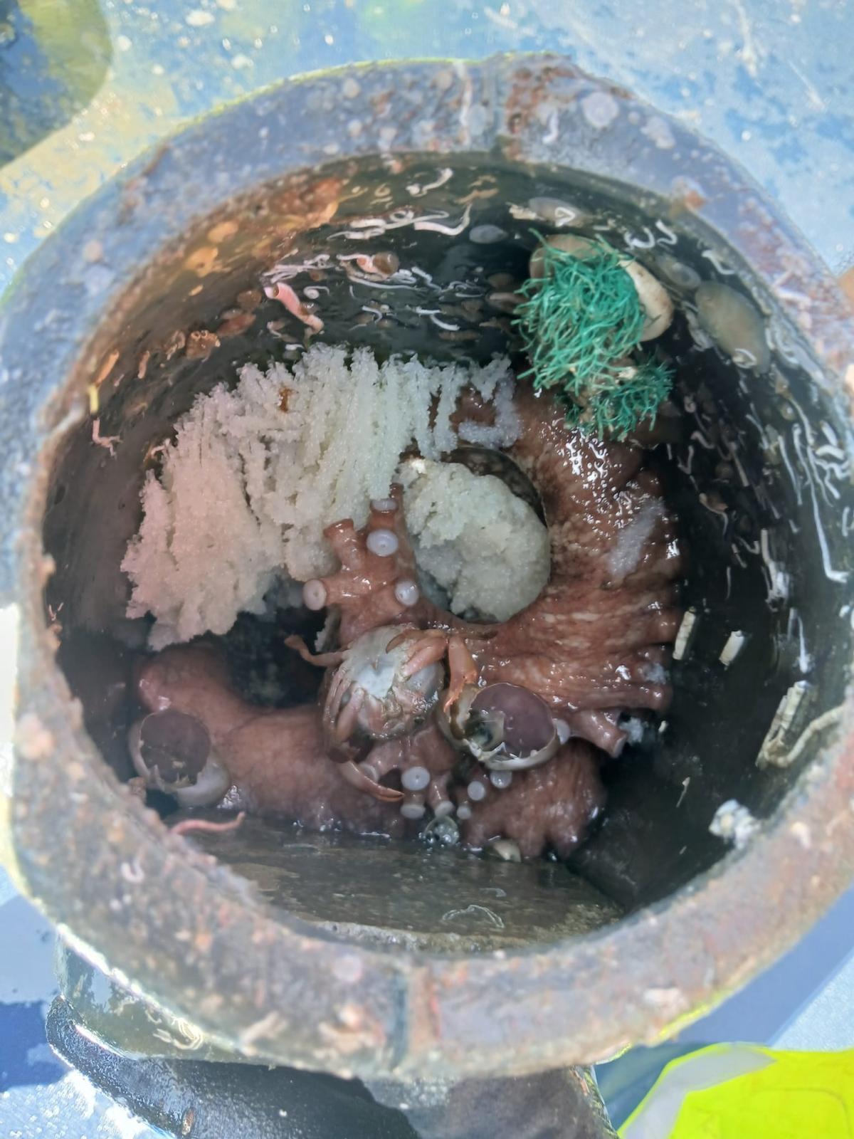 Un pulpo adulto atrapado en un cacharro mientras custodia sus huevos.