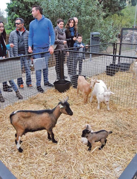 La feria de Pollença se extiende aunque algo desconectada