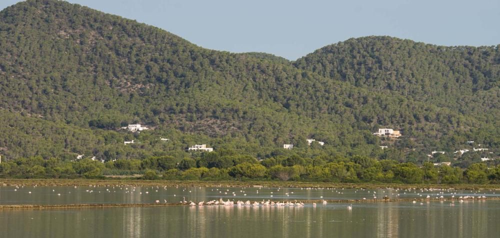 Flamencos en Ibiza