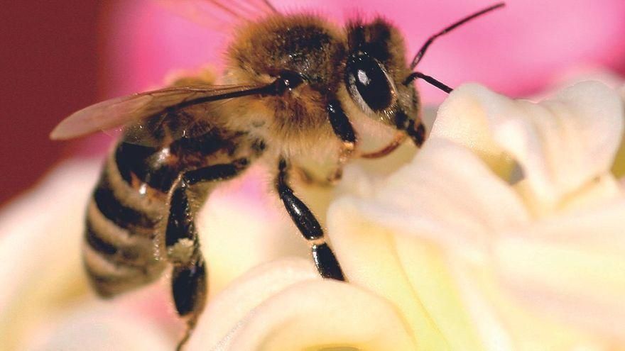 The Cabildo de Tenerife proposes that Teide shelter up to 3,000 hives