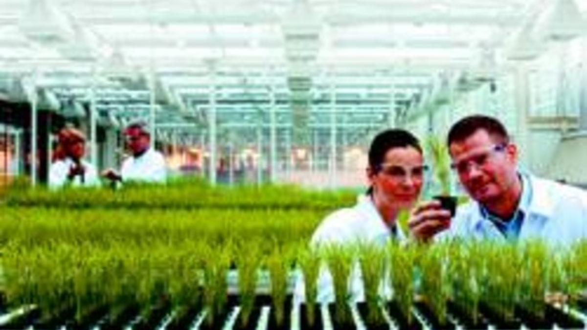 Científicos de Bayer Crop Science, con una planta de arroz.