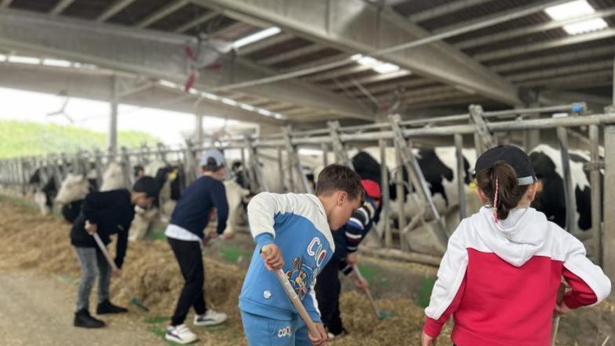 Clun acercará la producción láctea de Feiraco y Clesa con visitas escolares a centrales y granjas