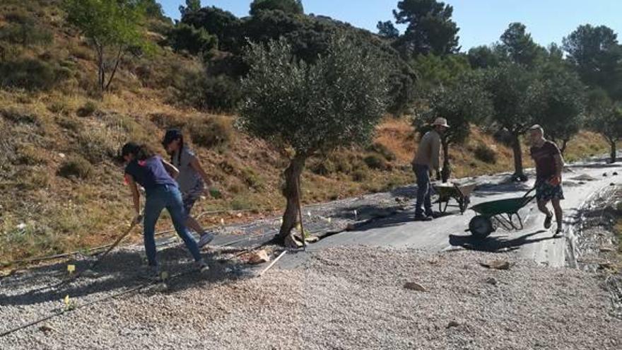 Imagen del voluntariado ambiental llevado a cabo en la Finca Torretes este verano.