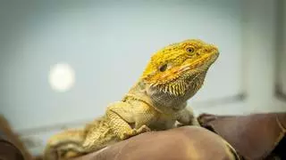 Arona activa un servicio para capturar serpientes, tarántulas e iguanas abandonadas