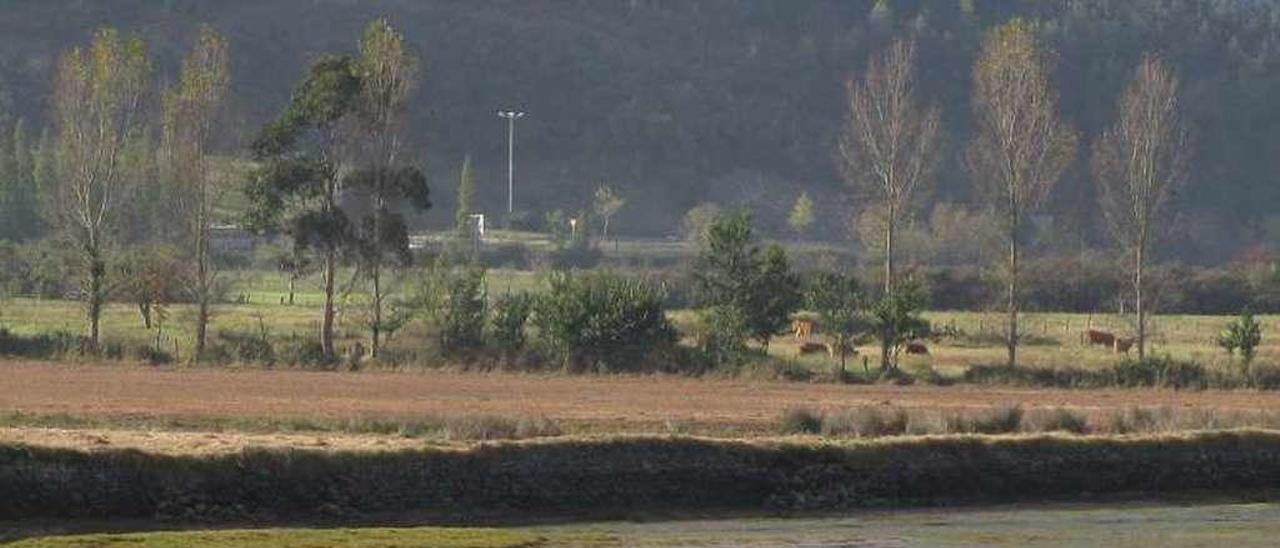 Porreos en la ría de Villaviciosa, al fondo.