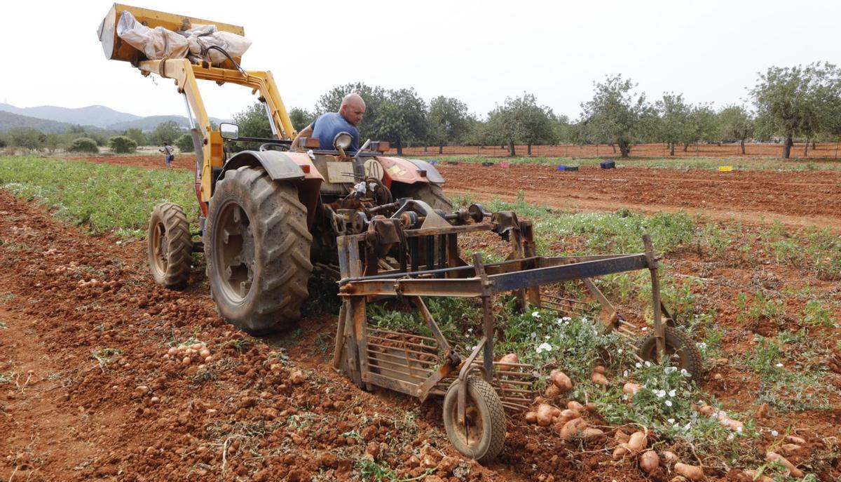 Recogida de patatas en la finca de Can Tura.