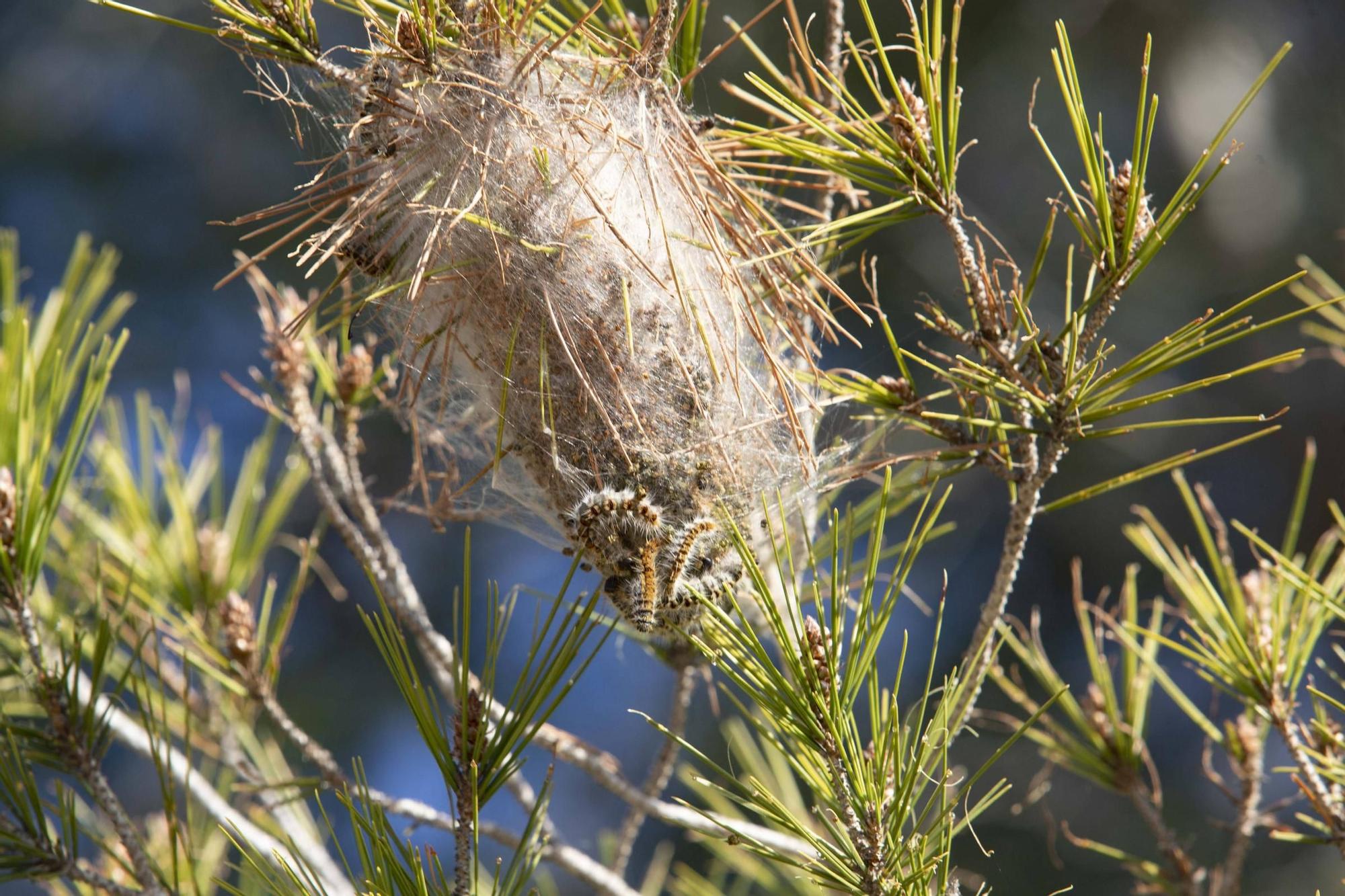 La procesionaria, una plaga que se expande en las zonas naturales