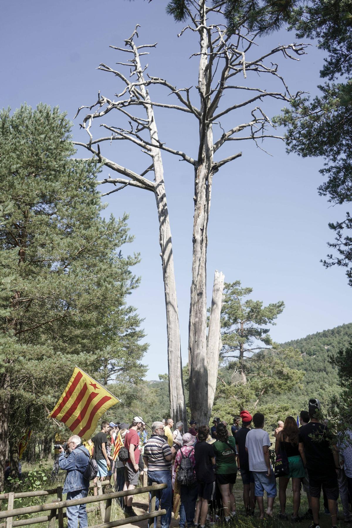 Imatges de l'Aplec del Pi de les Tres Branques Imatges de l'Aplec del Pi de les Tres Branques