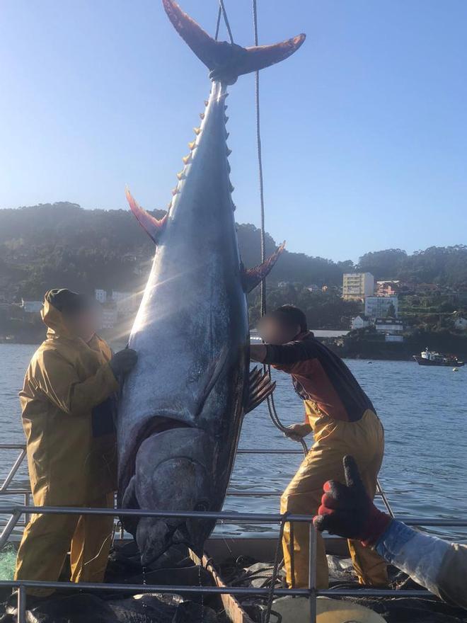 Un atún rojo de 300 kilos, la captura accidental de un barco en Bueu