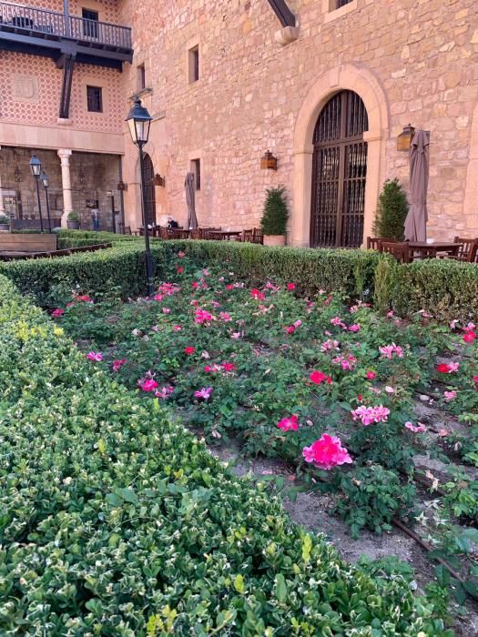 Rosa "Castell d'Alaquàs" en el Parador de Sigüenza.