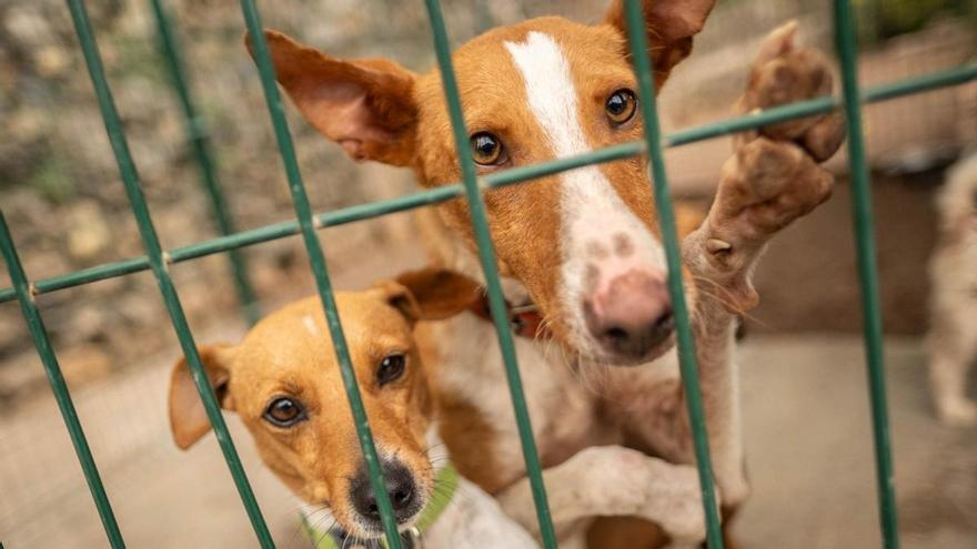 International Animal Refuge Secures Permanent Home in Los Realejos After 50 Years