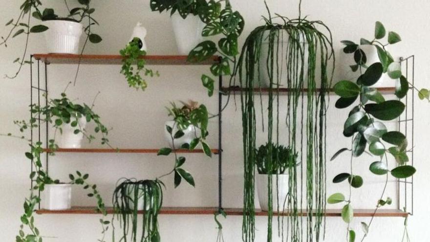 Hiedra | Las plantas colgantes de moda perfectas para decorar hogar