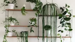 Las plantas colgantes de interior que están de moda y son perfectas para decorar tu hogar