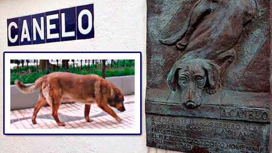 La emocionante historia de “Canelo”, un perro fiel más allá de la muerte