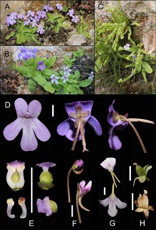 Nueva especie de planta insectívora en la Comunitat Valenciana.