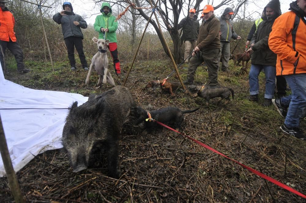 Curso de rastreo con perros de sangre