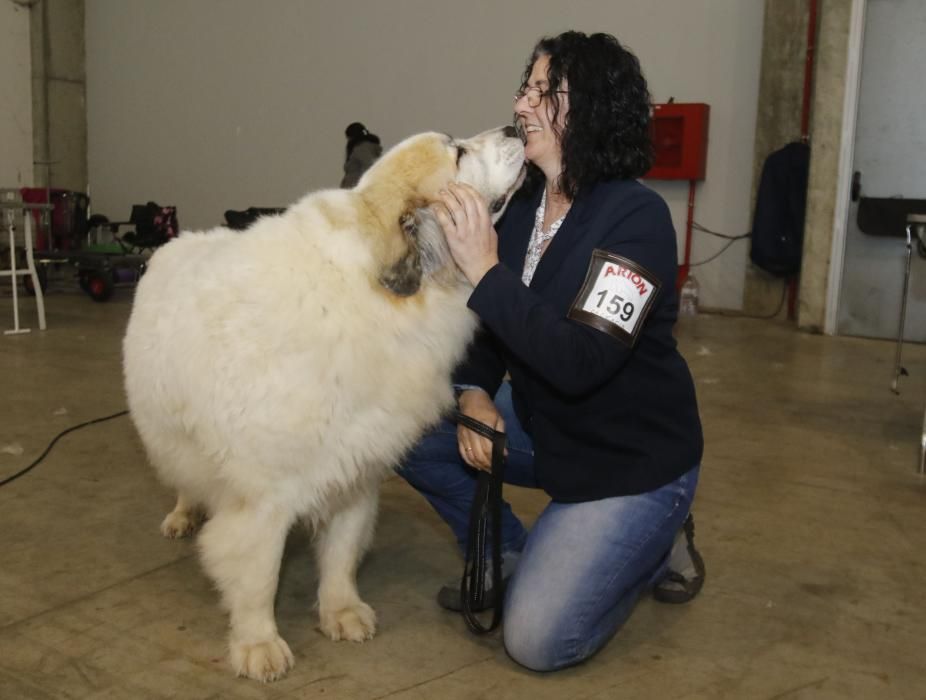 La Exposición Canina de Vigo cierra una nueva edición con grandes resultados.