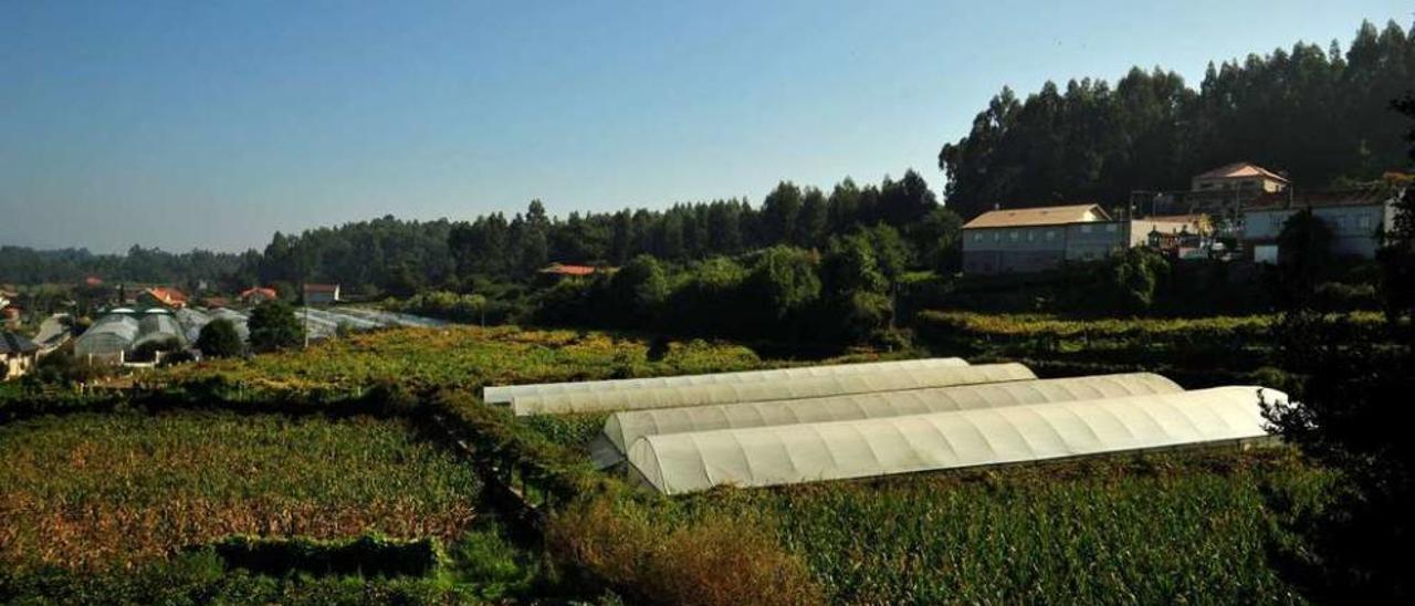 Agroseguro ofrece nuevas &quot;ventajas&quot; para asegurar el cultivo y los invernaderos en la comarca de O Salnés. // Iñaki Abella