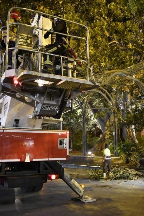 Se quiebra una rama del ficus de Santo Domingo