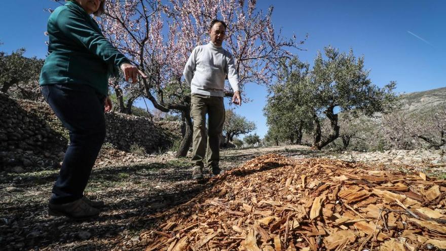 Arranque de almendros en Fageca y Famorca