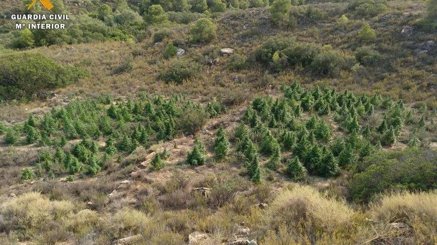 Tres detenidos por el cultivo de 300 plantas de marihuana en Caspe