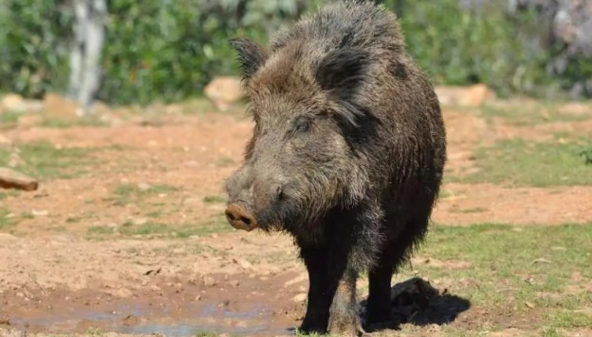Un ejemplar de jabalí.
