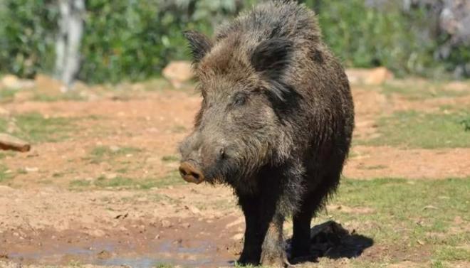 Catalunya activa el plan de control del jabalí en Terres de l'Ebre contra la tuberculosis animal
