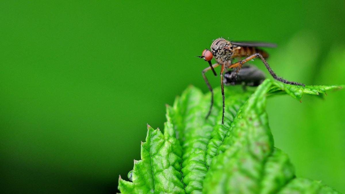 La esperanza de vida de los mosquitos.