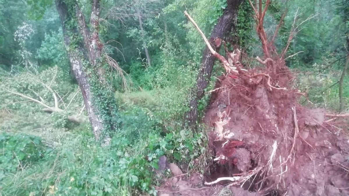 Árbol derribado en Verín por la tormenta.