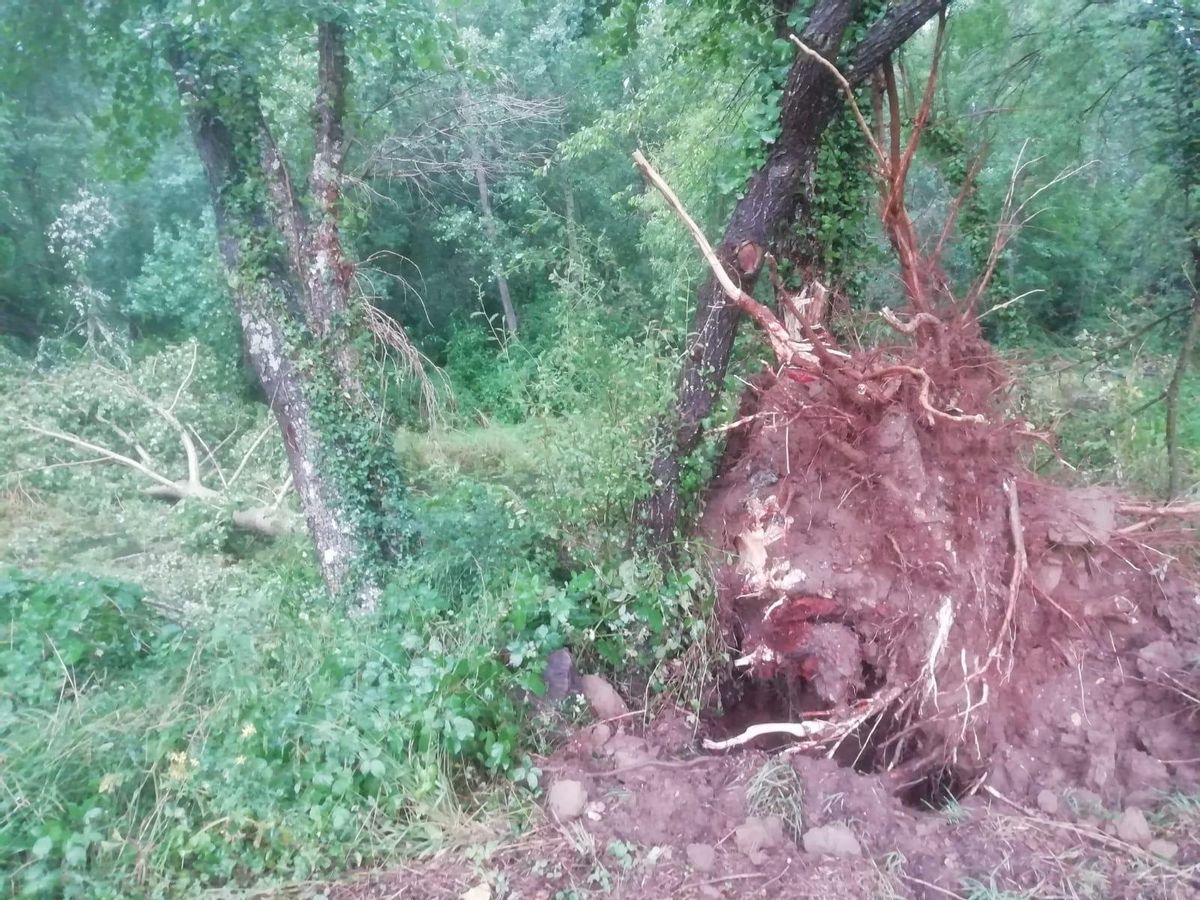 Árbol derribado en Verín por la tormenta. 14 julio 2022. Cedida