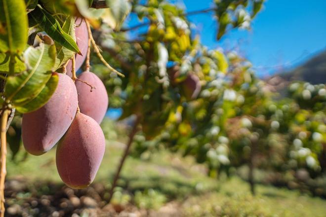 Mangos y otros frutos tropicales conviven junto al tradicional tomate y plátano, en los cultivos de La Aldea de San Nicolás