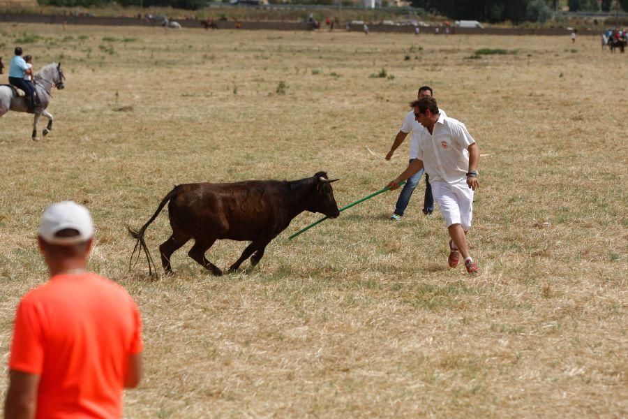 Fiestas en Zamora: Espante de vacas en Fuentesaúco