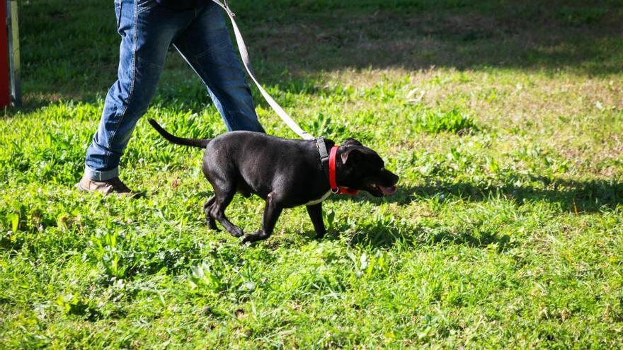 Quinto desfile de perros en busca de adopción