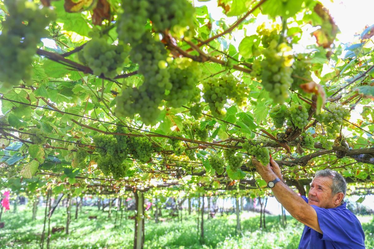 Un viticultor en una imagen de archivo.