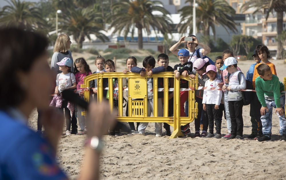 Suelta de tortugas en la playa del Port de Sagunt