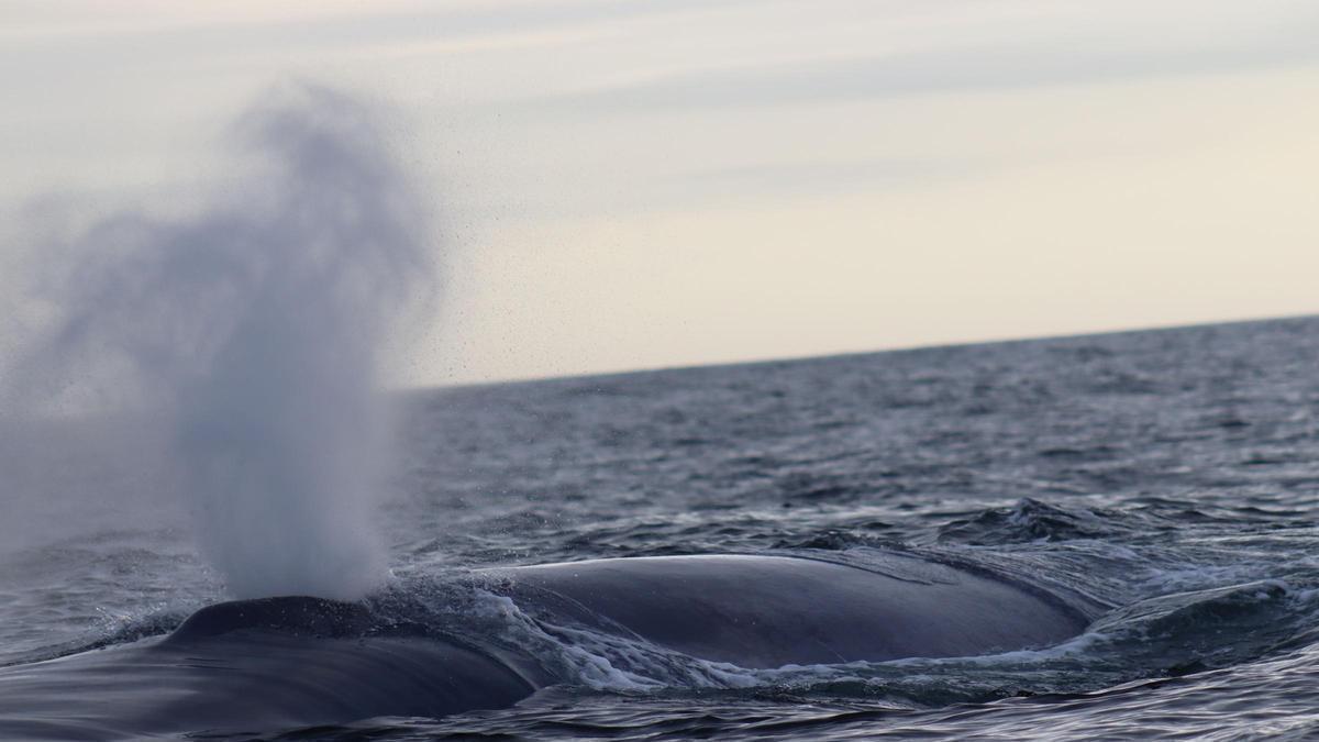 Avistamiento único en Fisterra: cuatro ballenas azules a solo diez metros del barco