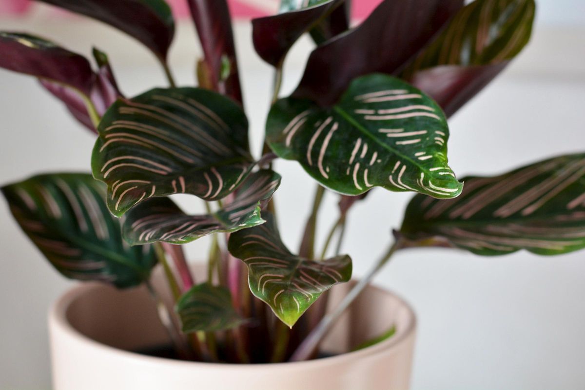 La Calathea es una planta segura para gatos