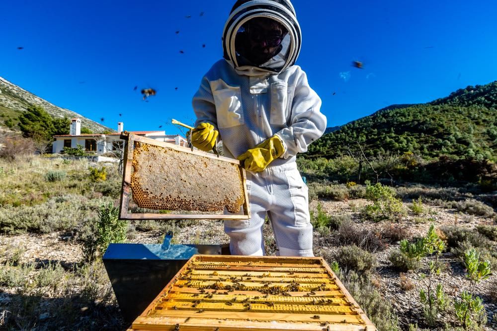 La asociación de apicultores Natur Alacant propone crear enjambres urbanos en los alrededores de las ciudades.