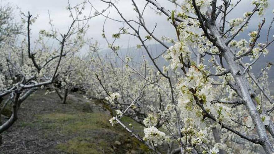 El Valle del Jerte pone fin a dos meses de fiesta en torno a la cereza