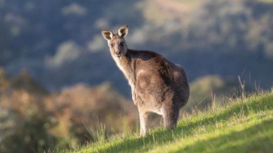 Un cangur mata l’home que el tenia com a mascota a Austràlia