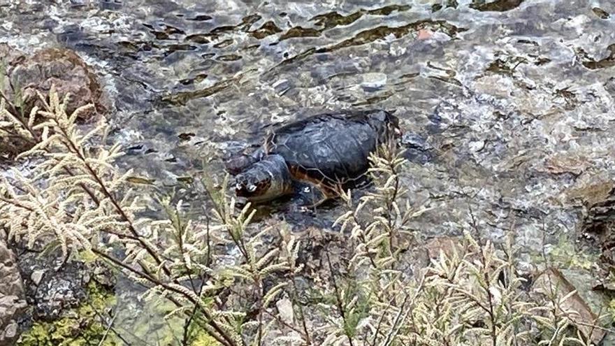 Tortuga trobada a s&#039;Agaró