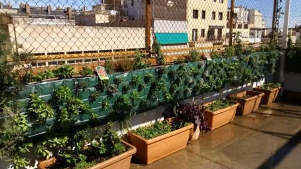 El colegio Paideia de Les Corts estrena un huerto vertical