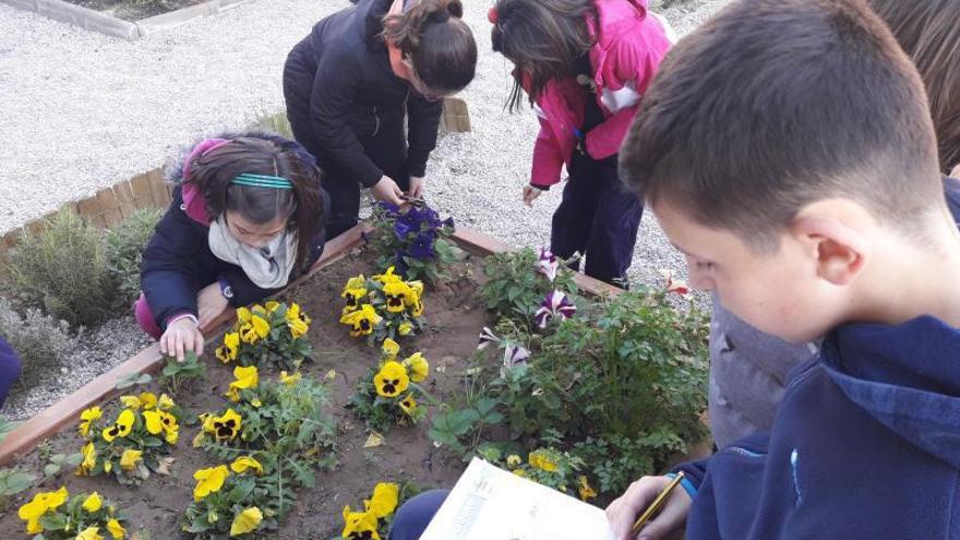 Huerto escolar en uno de los centros que ha participado en programas anteriores. | AYTO. DE MURCIA