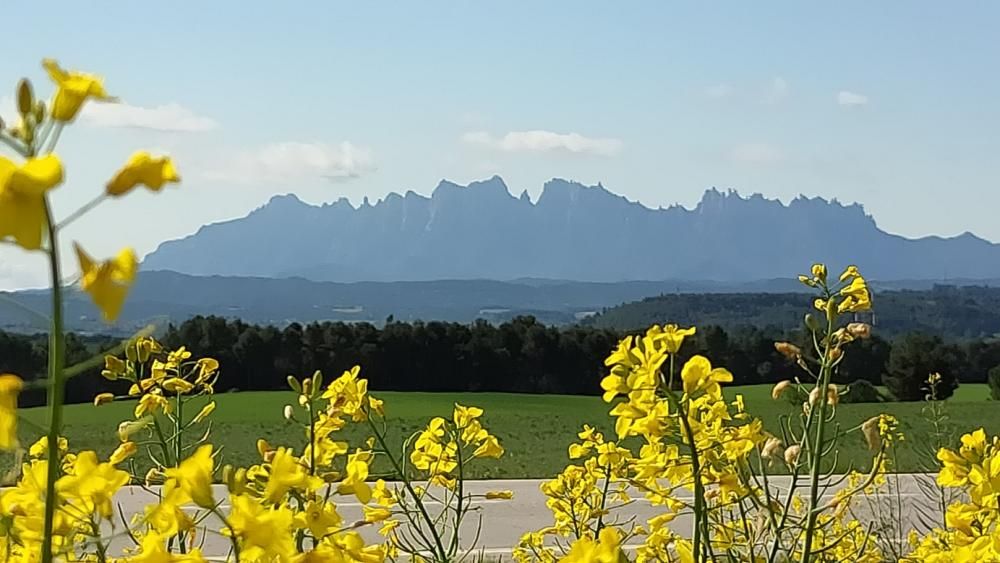 El groc de la colza amb Montserrat de fons.