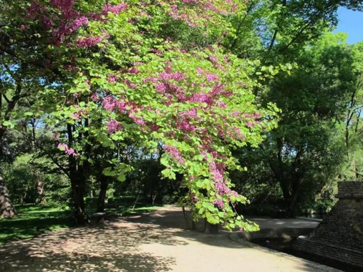 Árboles del Amor en 'El Capricho'