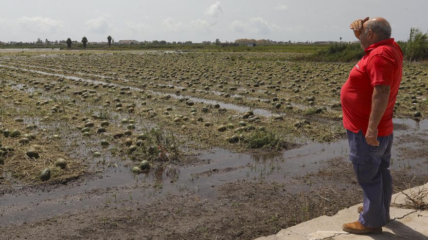 El temporal arrasa la campanya de melons de Morvedre