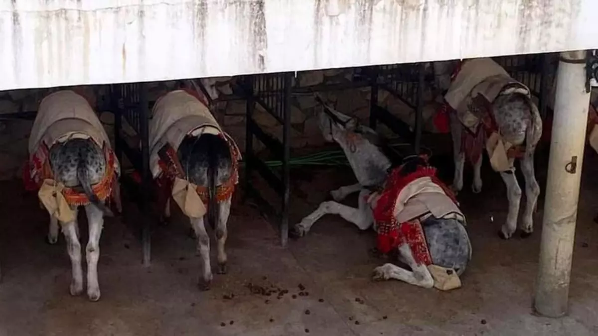 Mijas limita los burro taxis y coches de caballos bajo alertas meteorológicas