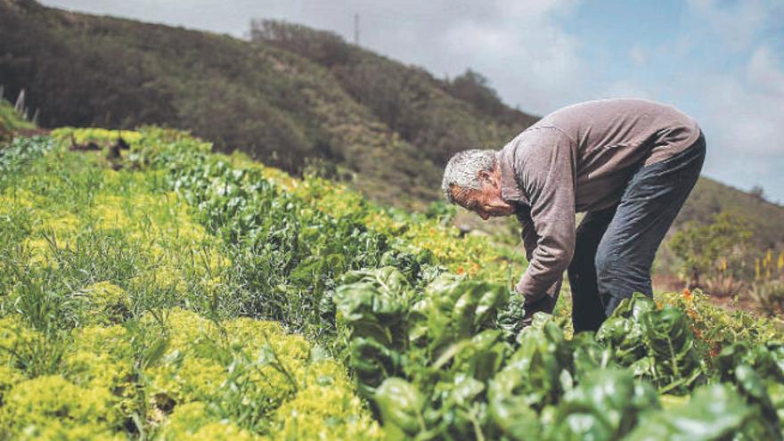 Un agricultor trabaja en su finca durante el confinamiento.