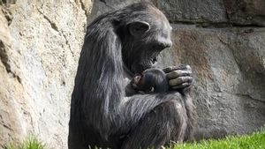 Termina el duelo de la chimpancé Natalia: suelta el cadáver de su cría tras abrazarlo durante siete meses